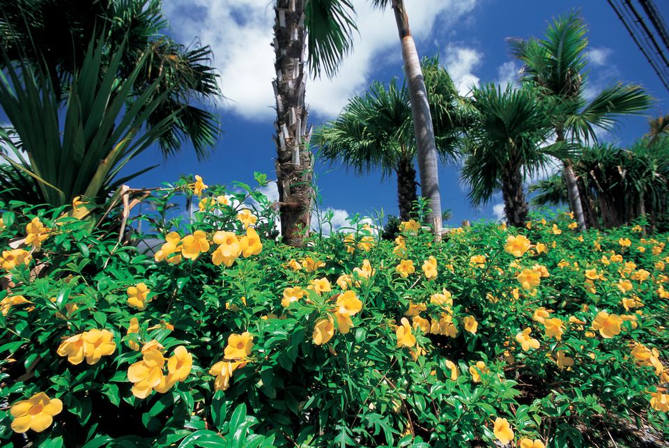 沖縄の花と緑