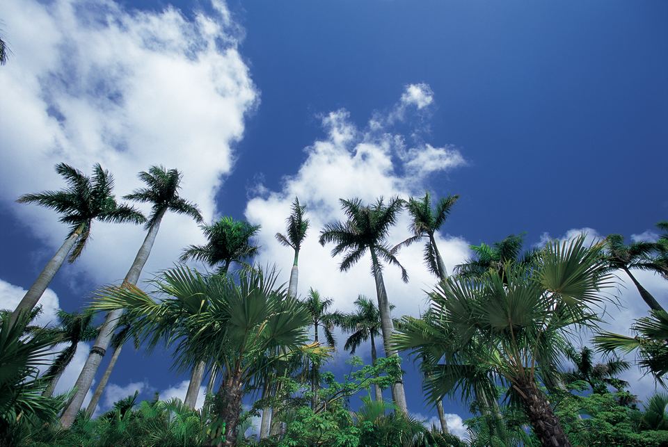 沖縄の並木と空